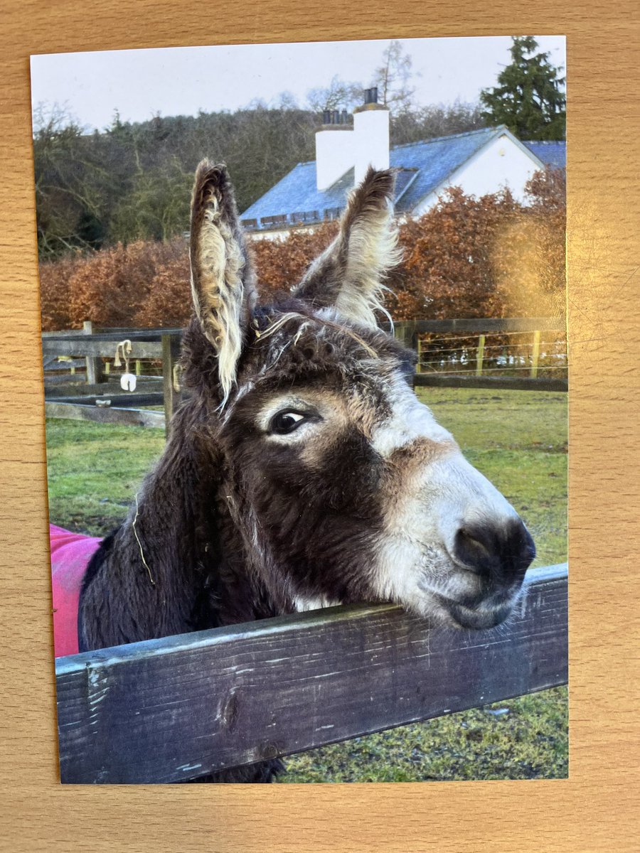 Whitehillsps's tweet image. P4 were very excited this week when their adoption pack arrived from @RedwingsHS. We are looking forward to following Minnie’s adventures.  #P4H #P4S #BEST