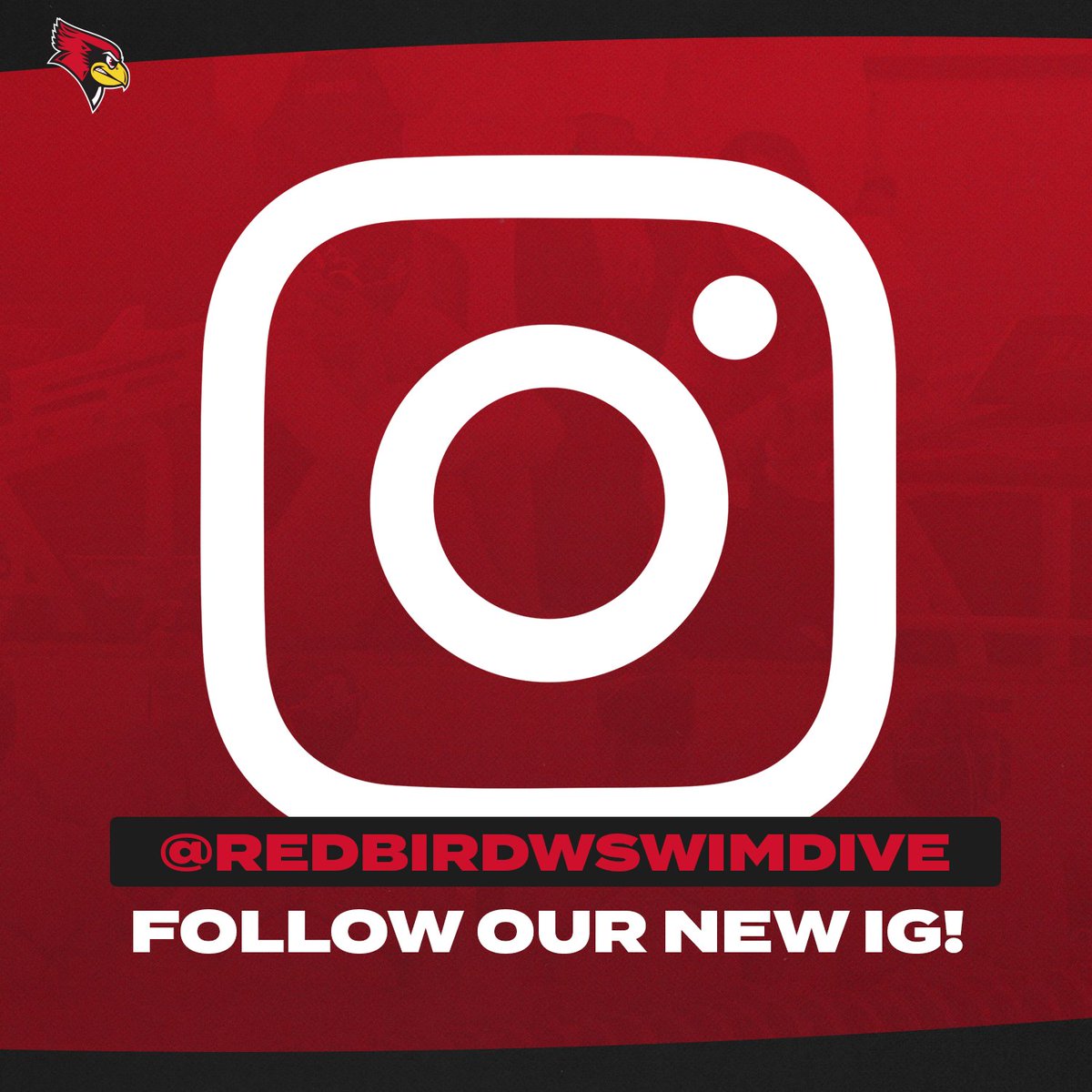 We have a new IG home! - Follow us over on Instagram to stay up to date on the 'Birds.