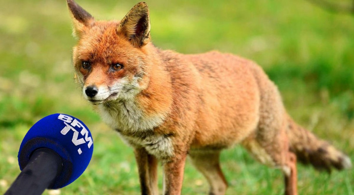 - Non mais avant, quand on flattait le corbeau, on récupérait des camemberts ou du Brie de Meaux, mais là, avec l’inflation, si on ramasse des restes d’Apéricube, c’est déjà une bonne journée