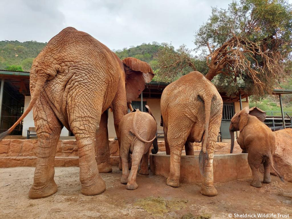 You know how much we love an elephant bum or 4! Any ideas who stepped out of height order in this extended-family photo? 3 of the protagonists are blood relatives, Edie with 2 of her calves, the other character is Laikipia, bonded to Edie by circumstance; both orphaned as babies