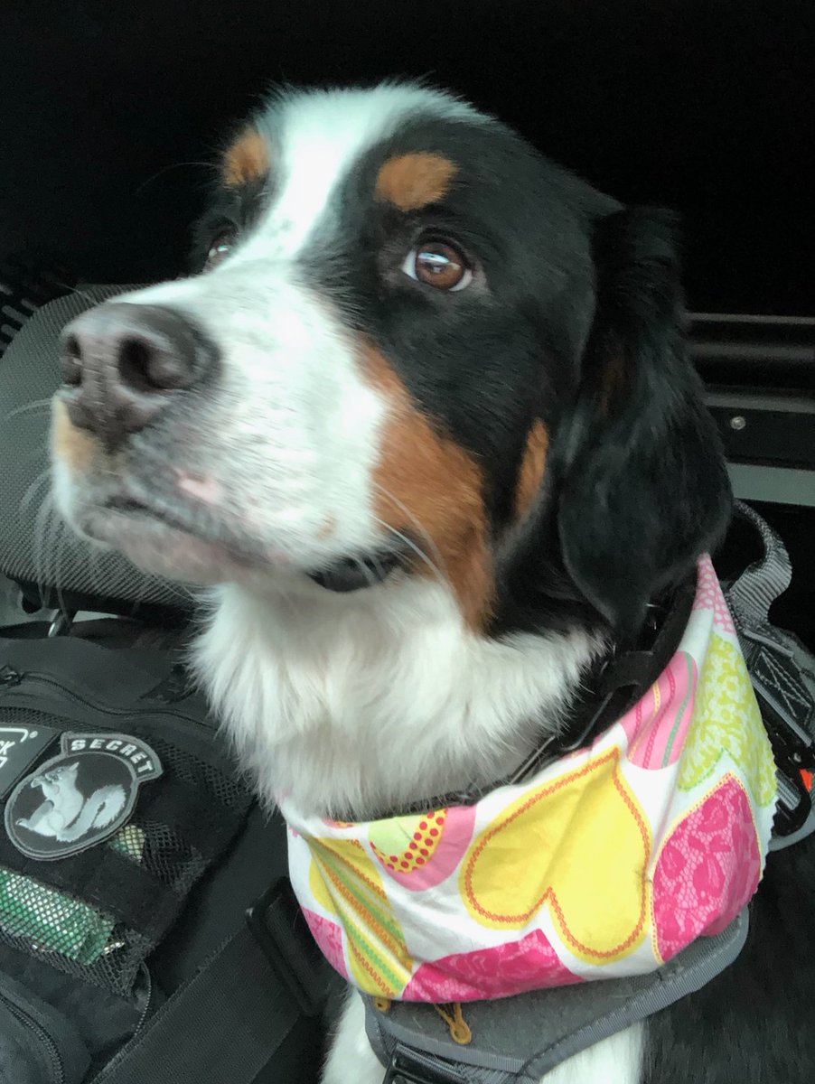 DelCoSheriff's tweet photo. Otto wants to remind everyone that Valentine's Day is just around the corner, so don't forget to make your dinner reservations early.💕 Happy Therapy Thursdays from Therapy K9 Otto!
A special thank you to Bubbles & Bows Dog Grooming for keeping Otto so handsome.
#SavingMarriages https://t.co/x5vR91RSm1