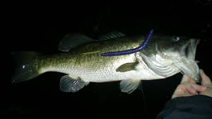 _Adswire_'s tweet photo. I took a pic of my bass in the dark instead of sleeping https://t.co/xKF2gWhc9e