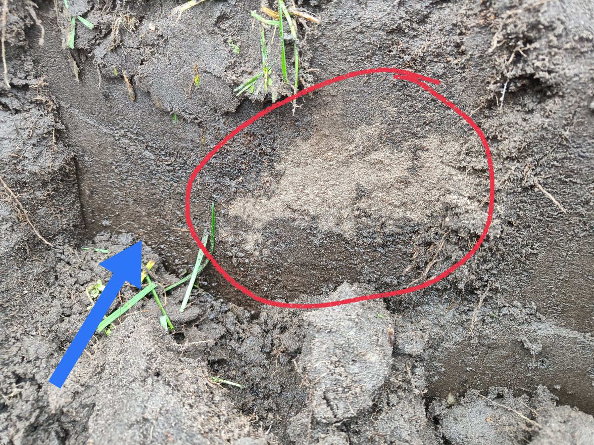 Einde van de #droogte? Stofdroge plekken (rood) in de bovengrond, met grondwater op 20 cm (blauw) in Twente. Keileem op 65 cm