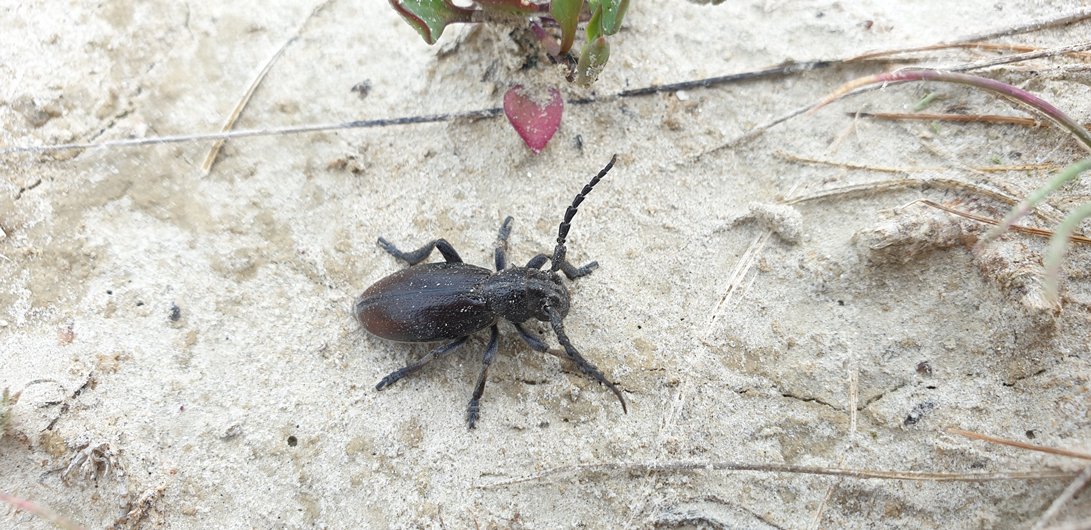LIFEforBUGSand1's tweet photo. Nyár végére lezajlott az ízeltlábú fajok és közösségek felmérése Miklapusztán.  Továbbá elvégeztük a pusztai gyalogcincér állományának első felmérését is, így több ismeretet szereztünk e veszélyeztetett faj elterjedéséről és aktivitásáról. https://t.co/3xGu9CNvEb