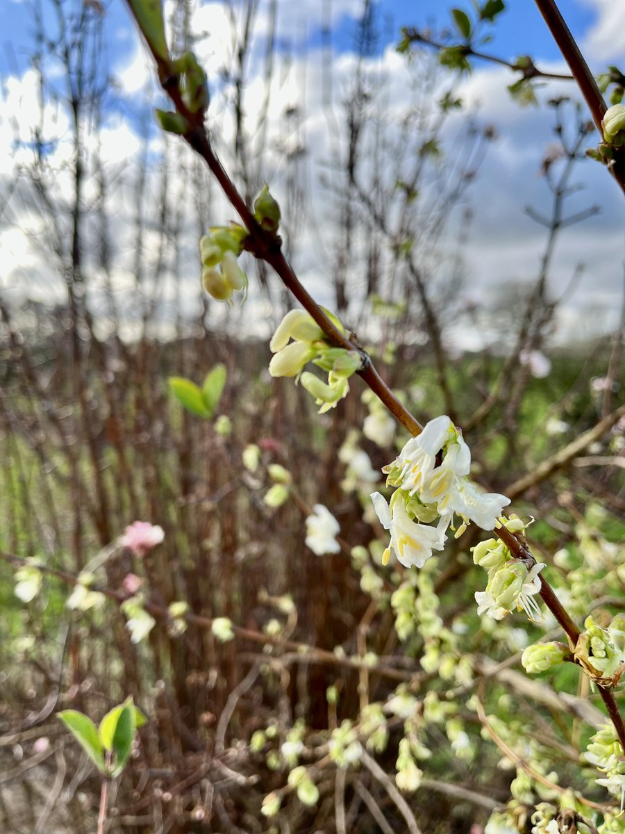 InspiredByKate's tweet photo. Swerving some nasty Winter downpours this week & seeing some welcome winter flowerers. Lonicera fragrantissima & Viburnum Dawn hard pruned last year.
Lots of winter work prepping for Spring/Summer gardens. More #RosePruning & keeping blackspot at bay.
Lots of signs of Spring https://t.co/cQlFA6L9Is