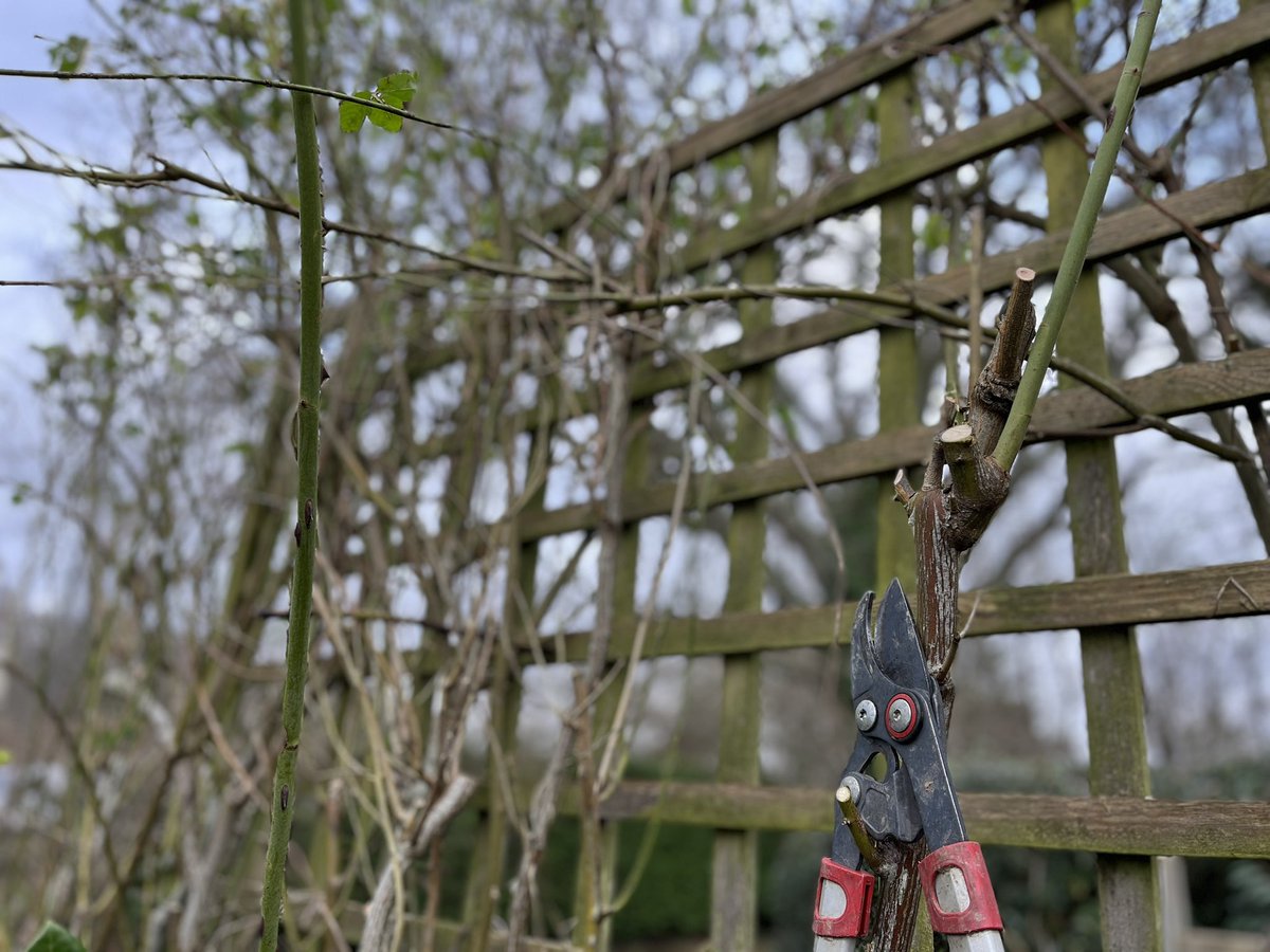 InspiredByKate's tweet photo. Swerving some nasty Winter downpours this week & seeing some welcome winter flowerers. Lonicera fragrantissima & Viburnum Dawn hard pruned last year.
Lots of winter work prepping for Spring/Summer gardens. More #RosePruning & keeping blackspot at bay.
Lots of signs of Spring https://t.co/cQlFA6L9Is