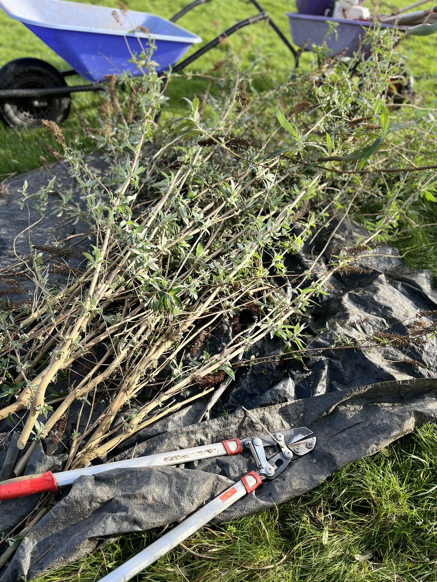 InspiredByKate's tweet photo. Swerving some nasty Winter downpours this week & seeing some welcome winter flowerers. Lonicera fragrantissima & Viburnum Dawn hard pruned last year.
Lots of winter work prepping for Spring/Summer gardens. More #RosePruning & keeping blackspot at bay.
Lots of signs of Spring https://t.co/cQlFA6L9Is
