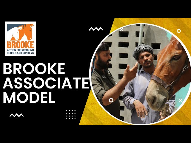 BrookePakistan's tweet image. There are over 6 million #WorkingAnimals in 🇵🇰

Increase in equine pop, poor healthcare systems require  sustainable system of animal healthcare &amp;amp; welfare. 

Brooke Associate Model is one such initiative.. | Want to know more then click 🔗👇for the video !
youtu.be/1jYPf6G4pmM