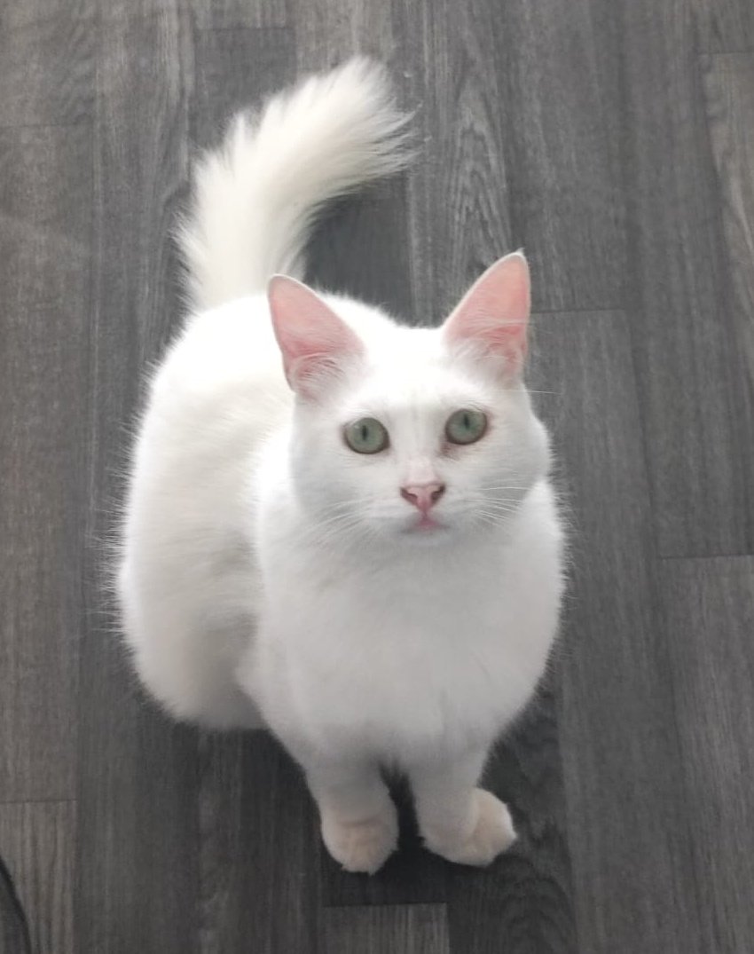 solansh_93's tweet photo. Belleza!!
#gataangora
#mimiau 👌🏻
Cositaaaaaa!! https://t.co/8yS31OiBQR
