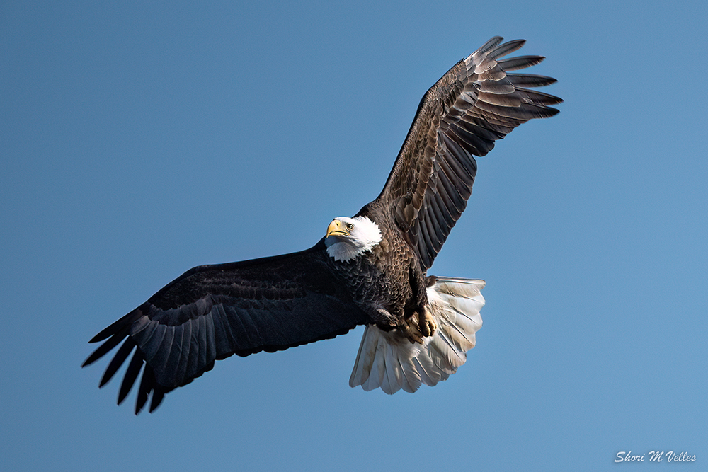 These beautiful photos by Shori Velles show off the eagles' wings:a wing span of 6-8 feet, flying 30 to 44 miles per hour, traveling more than 120 miles a day when migrating.
#baldeagles #raptors #birdsofprey #thelastgreenvalley #tlgv #conservation #nationalheritageareas #nps