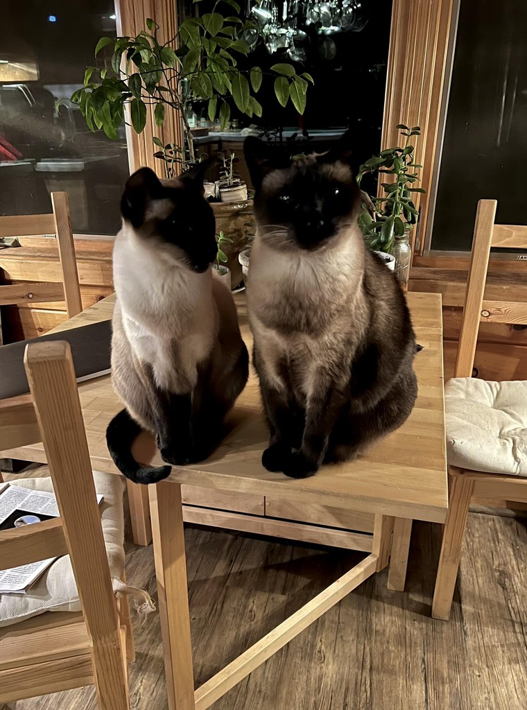 adrndack's tweet image. This is two cute kitties sitting on the kitchen table…begging for wet food. #siamesecat #catsofinstagram #spoiledcat instagr.am/p/CnVTx0ZjQne/