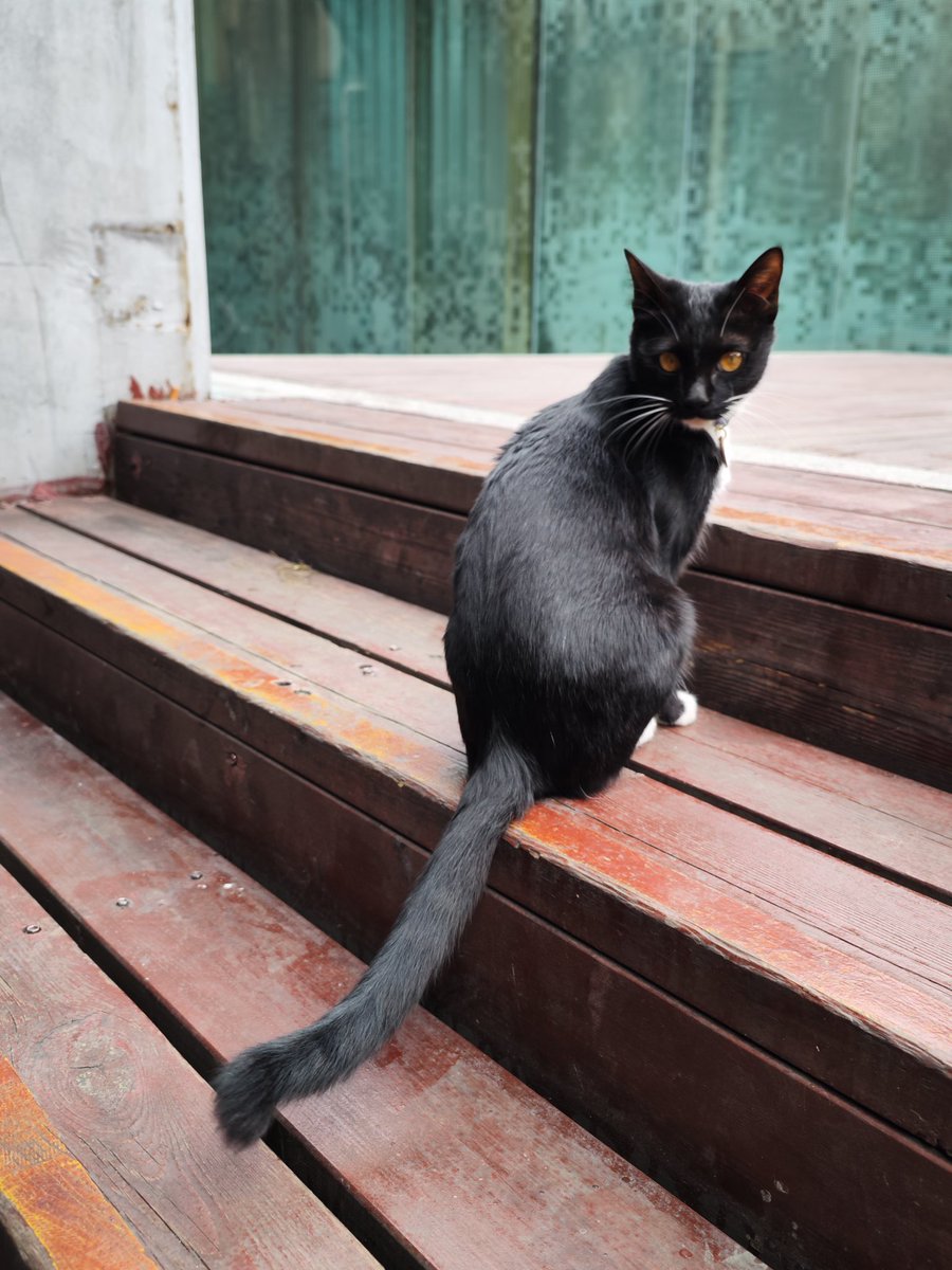 MetroShenzhen's tweet photo. Friend 朋���
2号线侨城北站
Line 2 Qiaocheng North station
#china #Shenzhen #Cat 
#中国 #深圳 #猫 https://t.co/t8Zabq8x7f