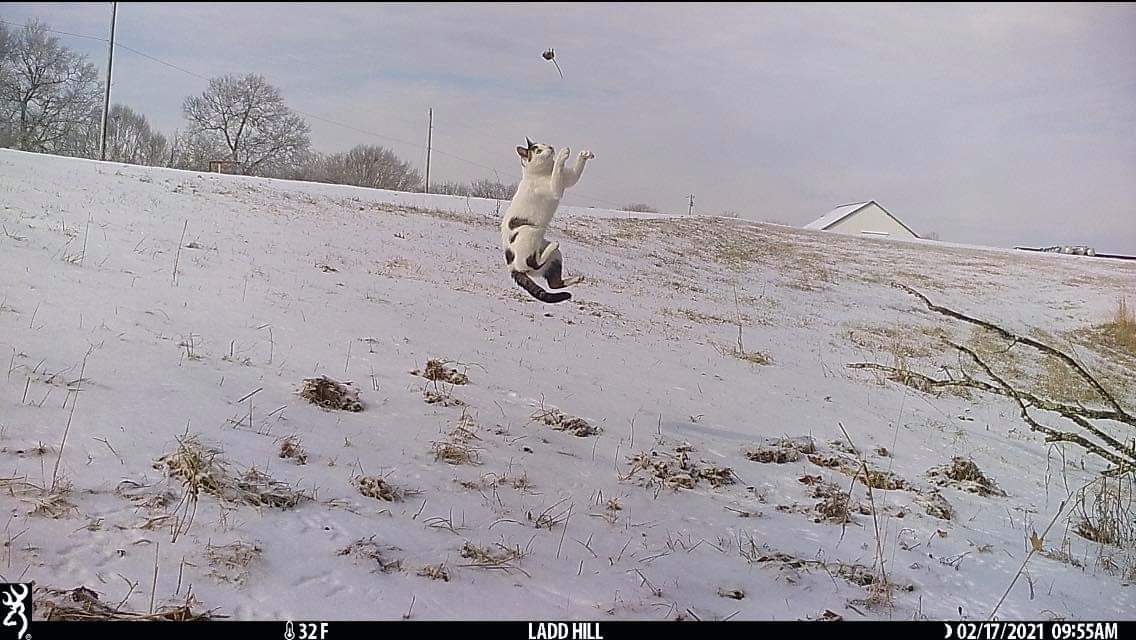 BrowningCams's tweet photo. A cat and mouse game on this #ThrowbackThursday! David Meade captured this great image on his #browningcameras Command Ops Pro
#youvegottoseethis #Browning #trailcameras #triggerspeed #gamecamera https://t.co/jJMc0F16gX