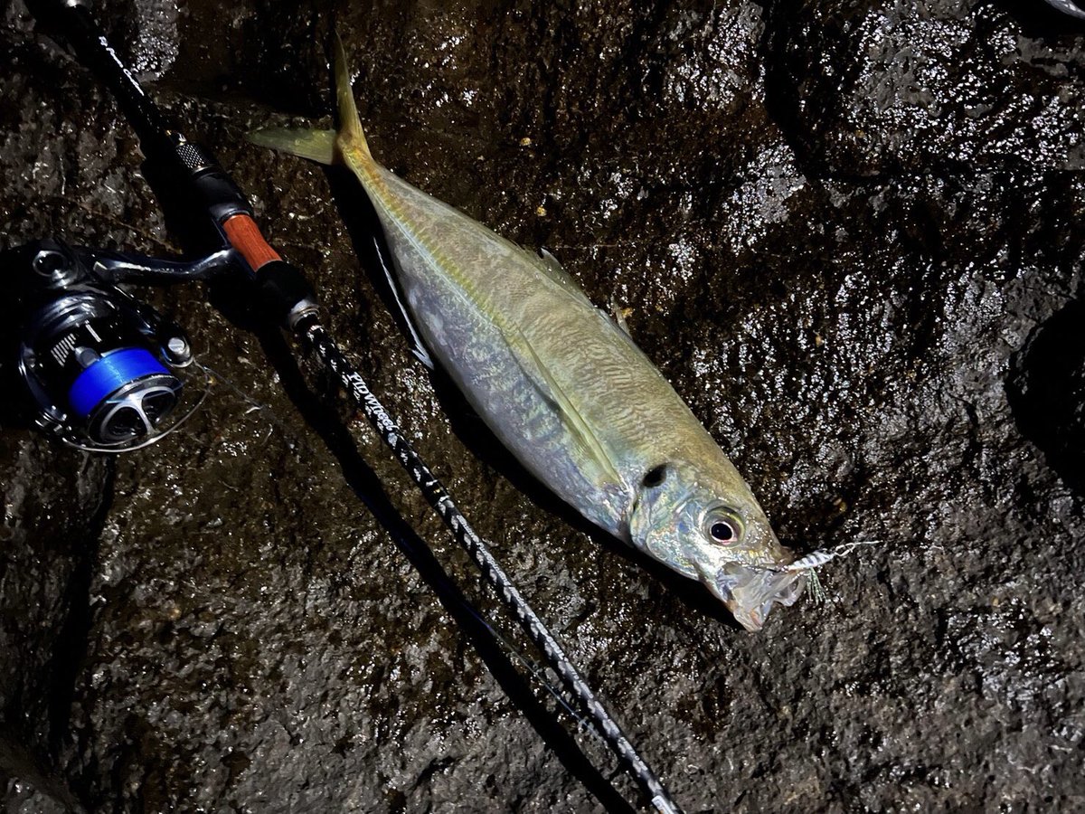 palms_global's tweet photo. Aging with Miniature Dax in Japan 🇯🇵
Rod: Pinwheel
Lure: Miniature Dax 3g Zebra glow color(MG-530)
#palmsfishing #aji #aging #yakka #horsemackerel #lightgame #lightgamefishing #microjig #microjigging #shorejigging #shorejig #metaljig #metaljigs #bitarts #pinwheel @palms_japan https://t.co/1rCRzWgMGw