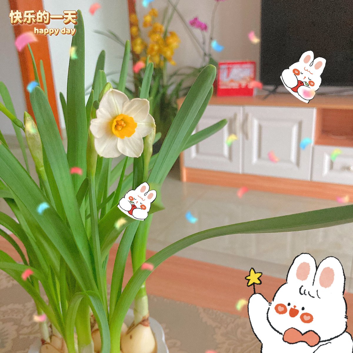 SuanxingCo's tweet photo. 忙完出来发现水仙花开了，好香啊~2023的第一朵水仙花🥰 https://t.co/lWjoiE3BxC