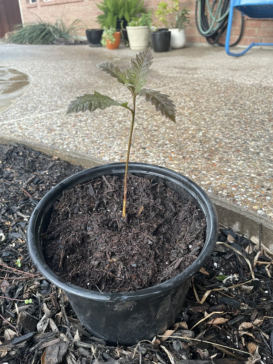 LukeFinn49's tweet photo. This sprouted out of a lemon tree pot a few weeks ago. I’m assuming a squirrel buried an acorn of what I think is a Bur Oak. Gave it its own container today. https://t.co/k82OXRzk5p