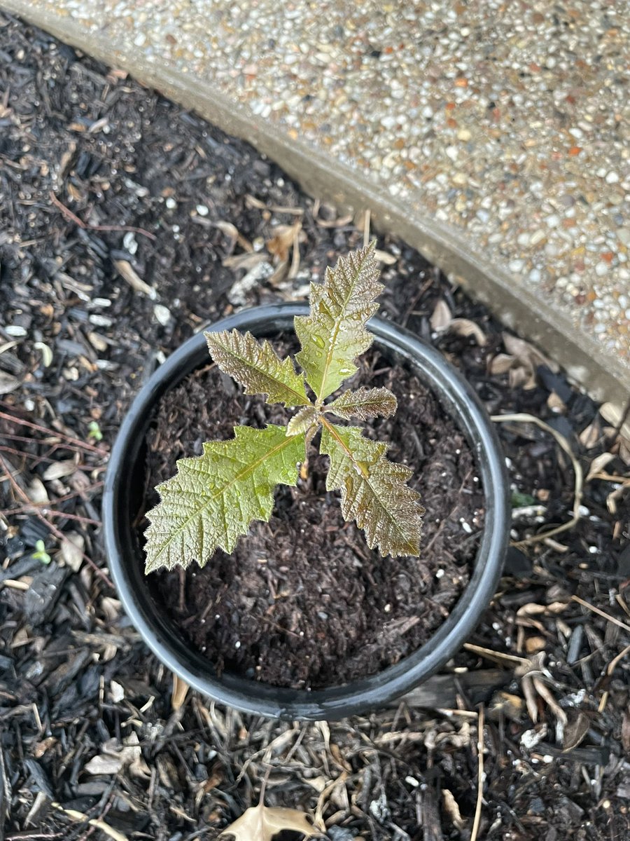 LukeFinn49's tweet photo. This sprouted out of a lemon tree pot a few weeks ago. I’m assuming a squirrel buried an acorn of what I think is a Bur Oak. Gave it its own container today. https://t.co/k82OXRzk5p