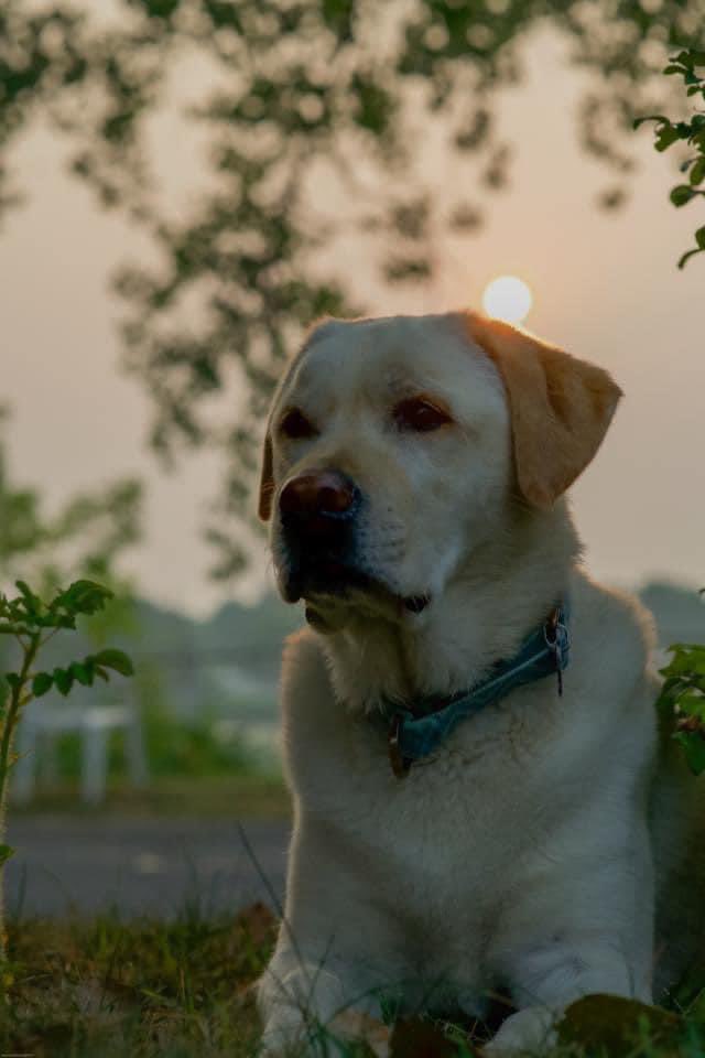 MN_CRIME's tweet photo. Duke the yellow service lab was inside a pickup when it was stolen this morning on the 500 block of Holly Ave. in Saint Paul. - The pickup was found near Mendota &amp; Wells but Duke was not inside. If you have any info, call 651-291-1111. https://t.co/7Oc90gpzeb