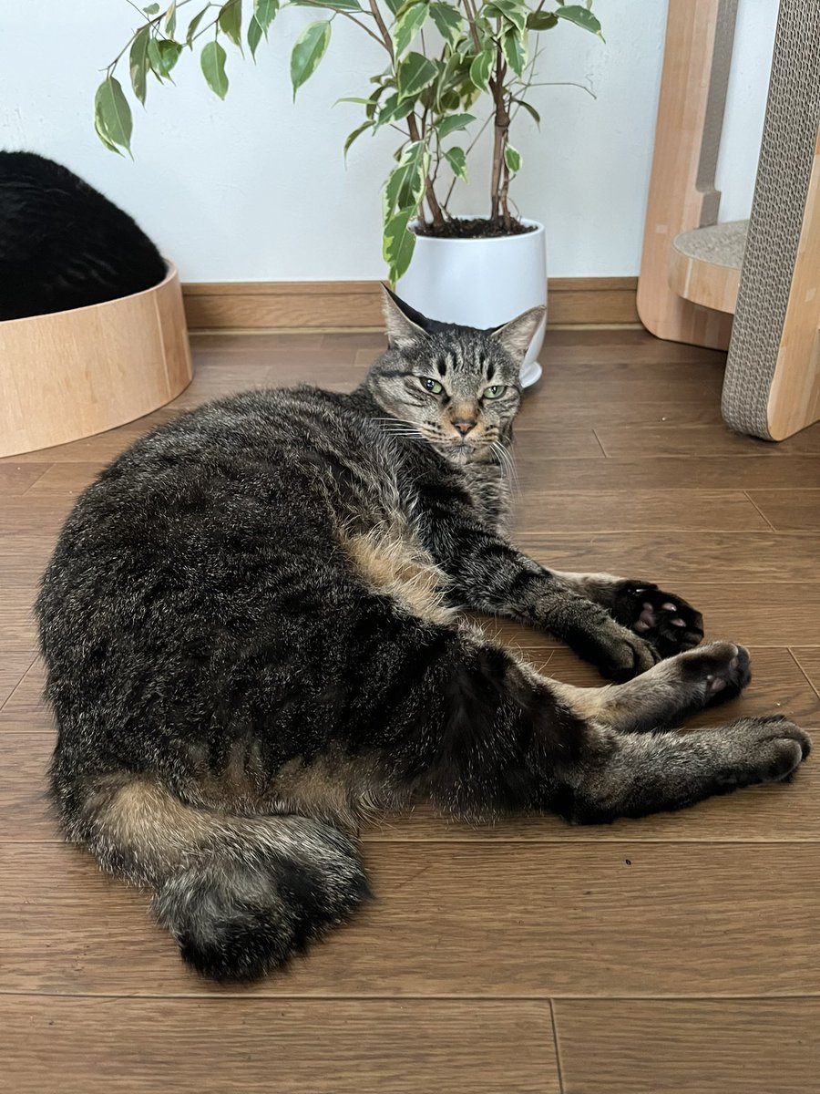 take_ume_mama's tweet photo. 1月13日(金)おはようございます

#猫のいる暮らし https://t.co/yw7USTXsCQ