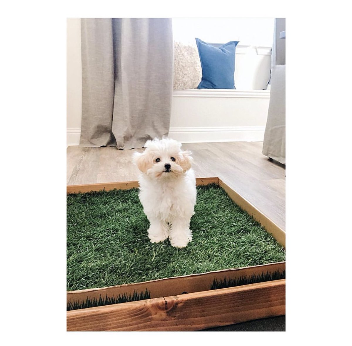 FreshPatch's tweet image. Cloud vibes 🤍 #freshpatchPUP #NewPuppy #PuppyTraining #PuppyMustHave #CuteDoggoAlert