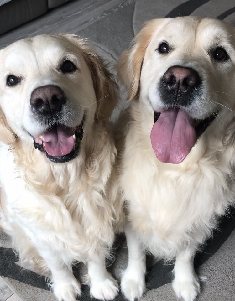 💖 Lily & Teddy 💖 tweet media