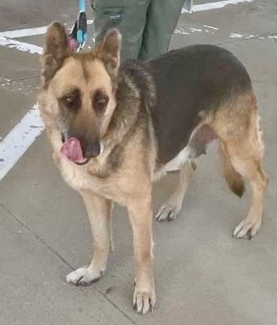 adopt_a_dog_bot's tweet photo. Olivia  is an affectionate woman, who can be found near Rocky Hill , CT! Olivia  is a German Shepherd Dog, who may or may not have extra toes. #GermanShepherdDog #dogsoftwitter #rescue #adopt #dog #RockyHill #Connecticut #CT https://t.co/UvDxHBbNwe https://t.co/zsTgTWH44m