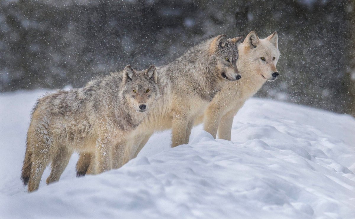 “We must learn to understand and live in harmony with Nature” Jane Goodall #ProtectAmericasWolves #RelistWolves