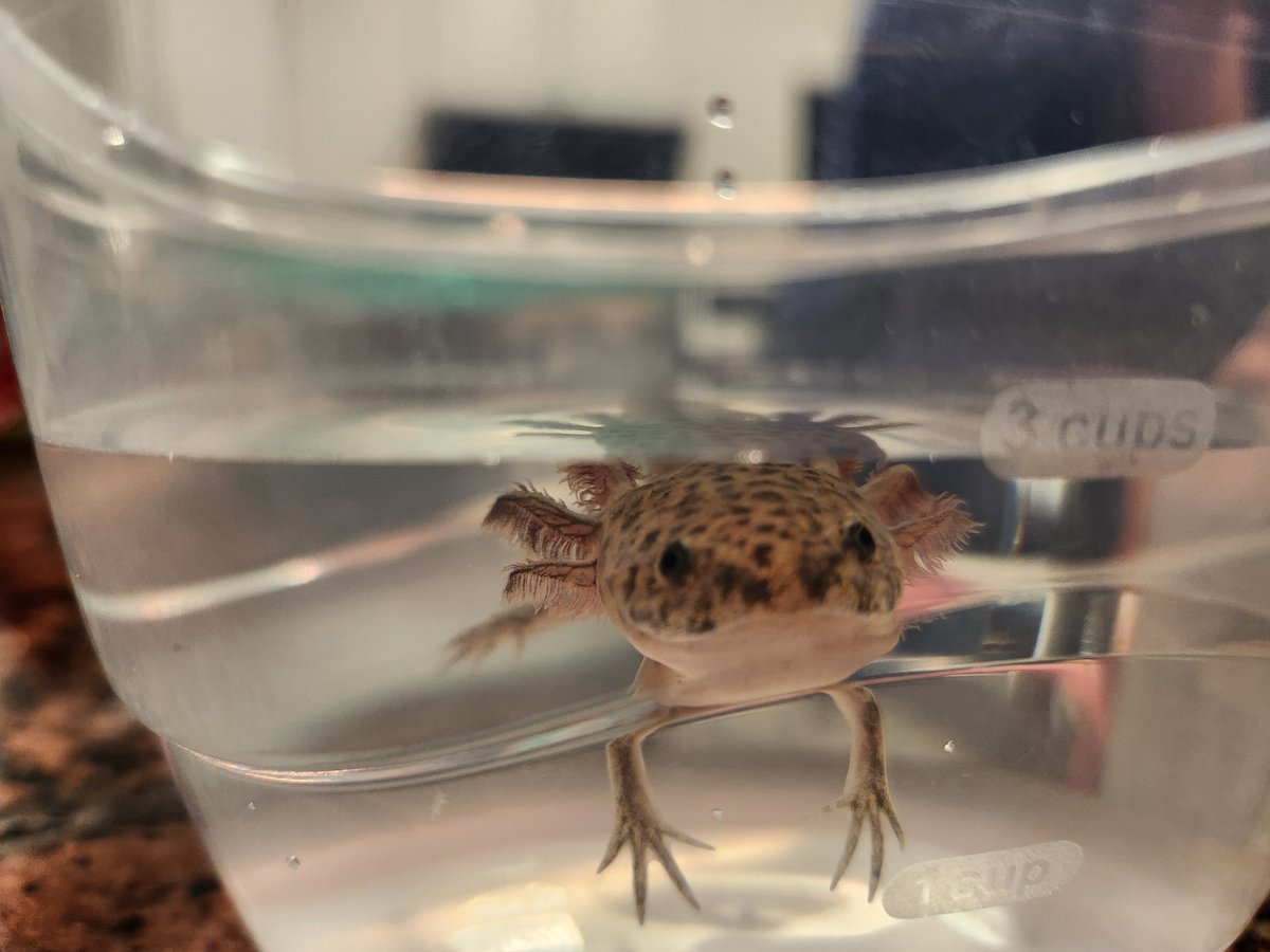 PopBangHugh's tweet photo. My sister just got a pet axolotl!

His name is Gilbert and he's the smiliest little thing in the whole world and I love him tremendously 🥺 https://t.co/5t8Mm8kosV