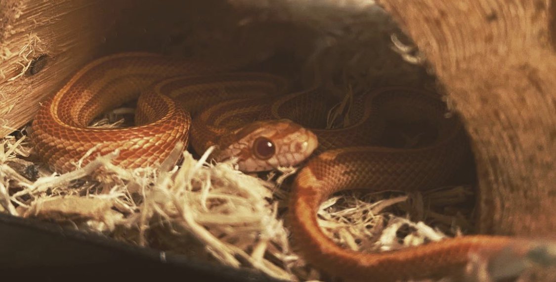 SnakeHour's tweet photo. Sriracha https://t.co/q3lm8IF2qQ