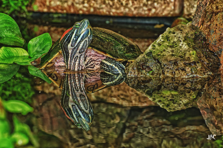 well I just remembered that it's #TurtleThursday, & today's set features the red-eared slider.
#turtles