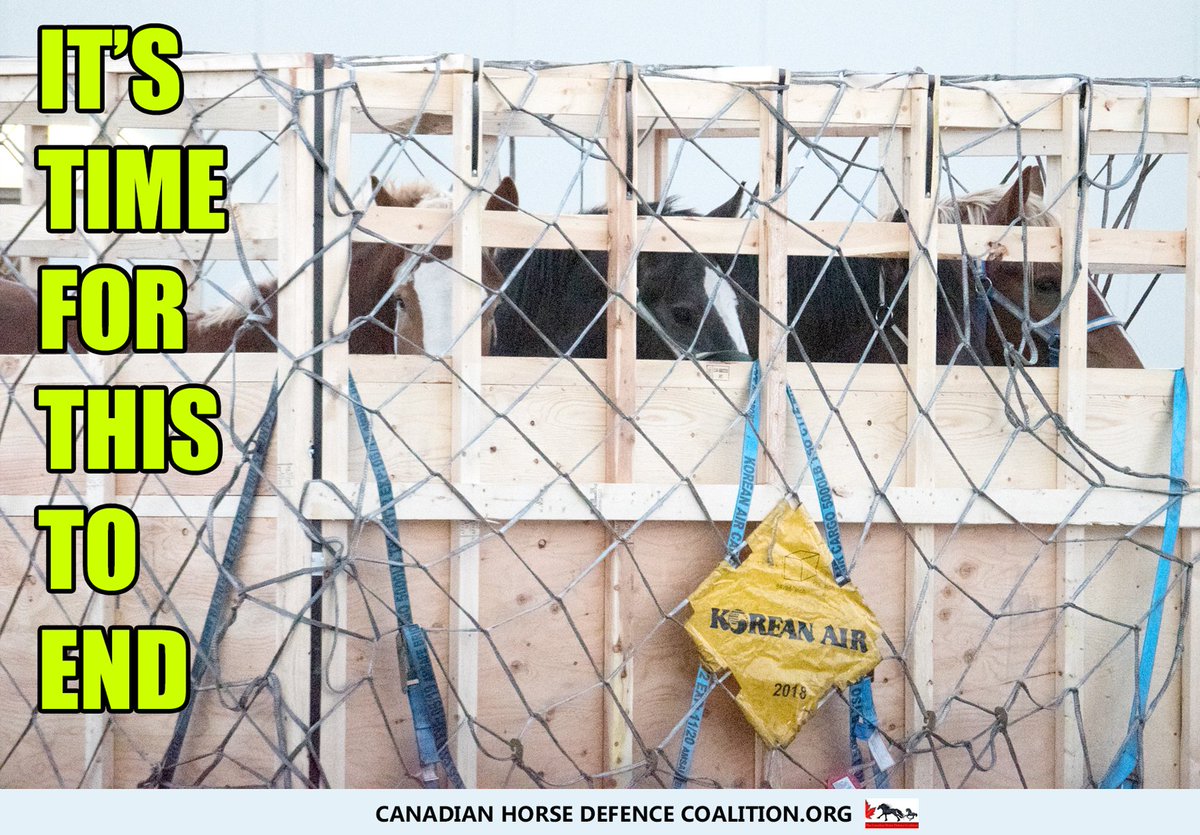 defendhorsescan's tweet photo. On Dec 16, 2021, Prime Minister @JustinTrudeau directed Agriculture Minister Marie-Claude Bibeau to end the live export of horses for slaughter in a mandate letter, but over a year later, horses are still being flown to their death.
Honour your election promise!
@mclaudebibeau https://t.co/bSyMJjdvk2