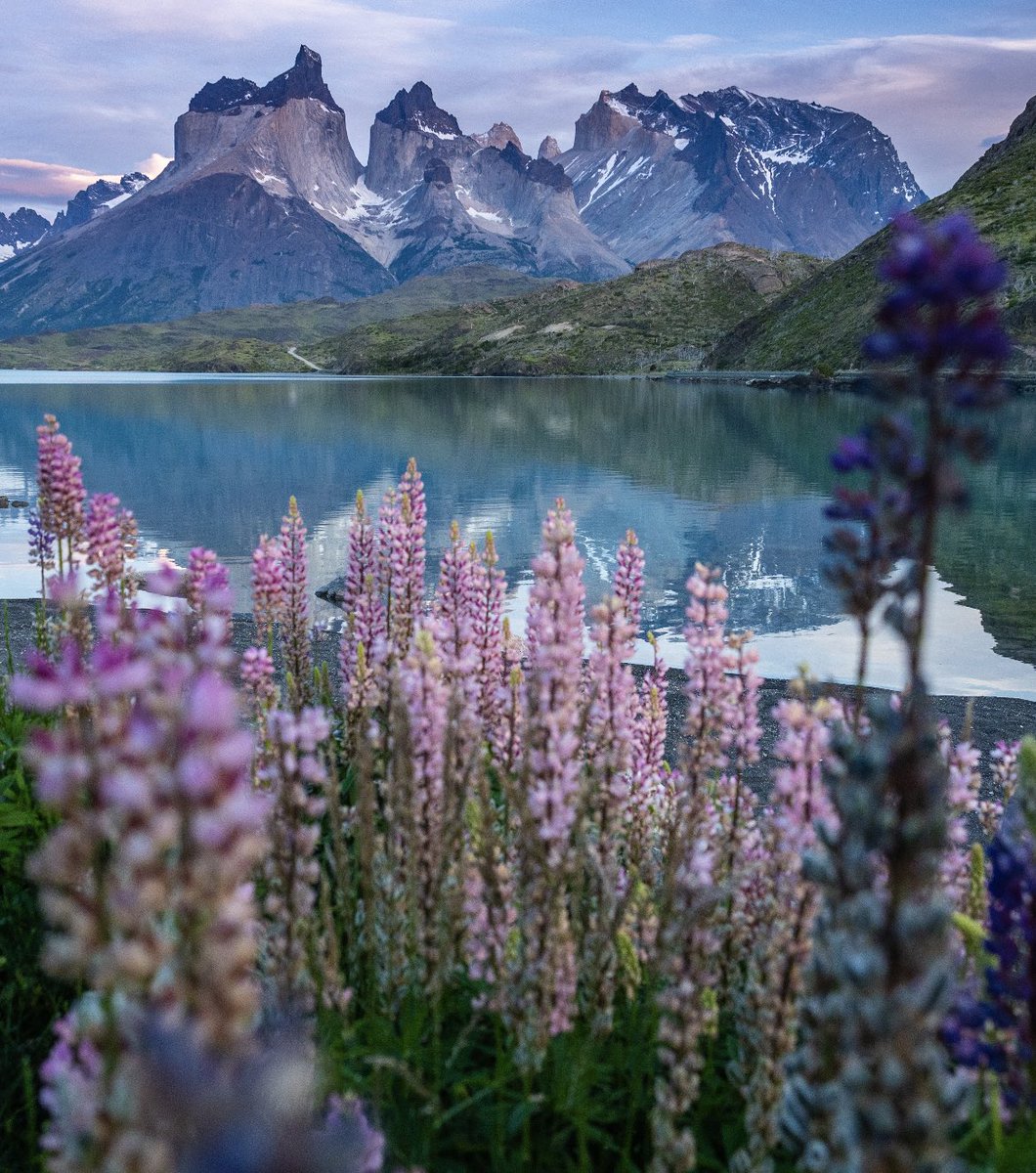 tdhalleine's tweet photo. Y Torres del Paine, con la floración veraniega, se convirtió por unas semanas en una pintura viviente. Bueno, siempre es una pintura viviente. (Estas flores son lupinus, una especie introducida. Pero igual es bella…o no?) 😉 #Chile 🇨🇱 https://t.co/3p52wNktVi