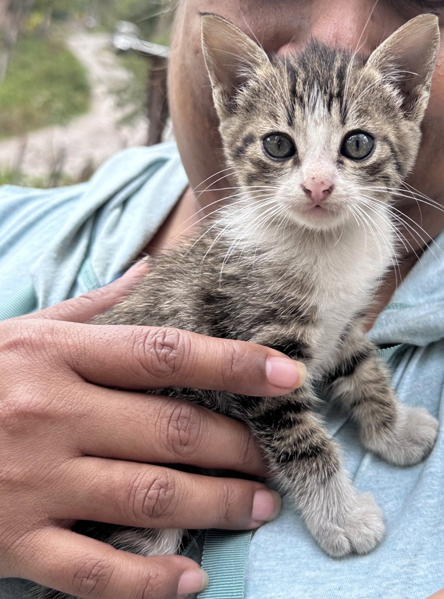 In another country and with another cat 😾😿!