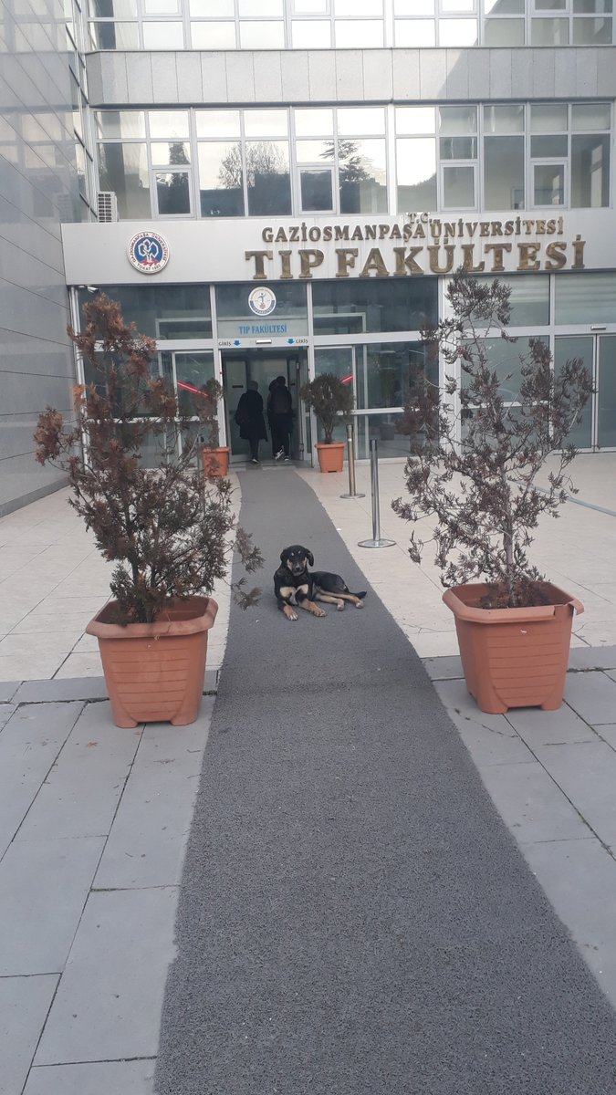 Drhalime3's tweet photo. Yeni nesil #bodyguard 
#Tokat 
#GOP https://t.co/R8lb9PgJVB