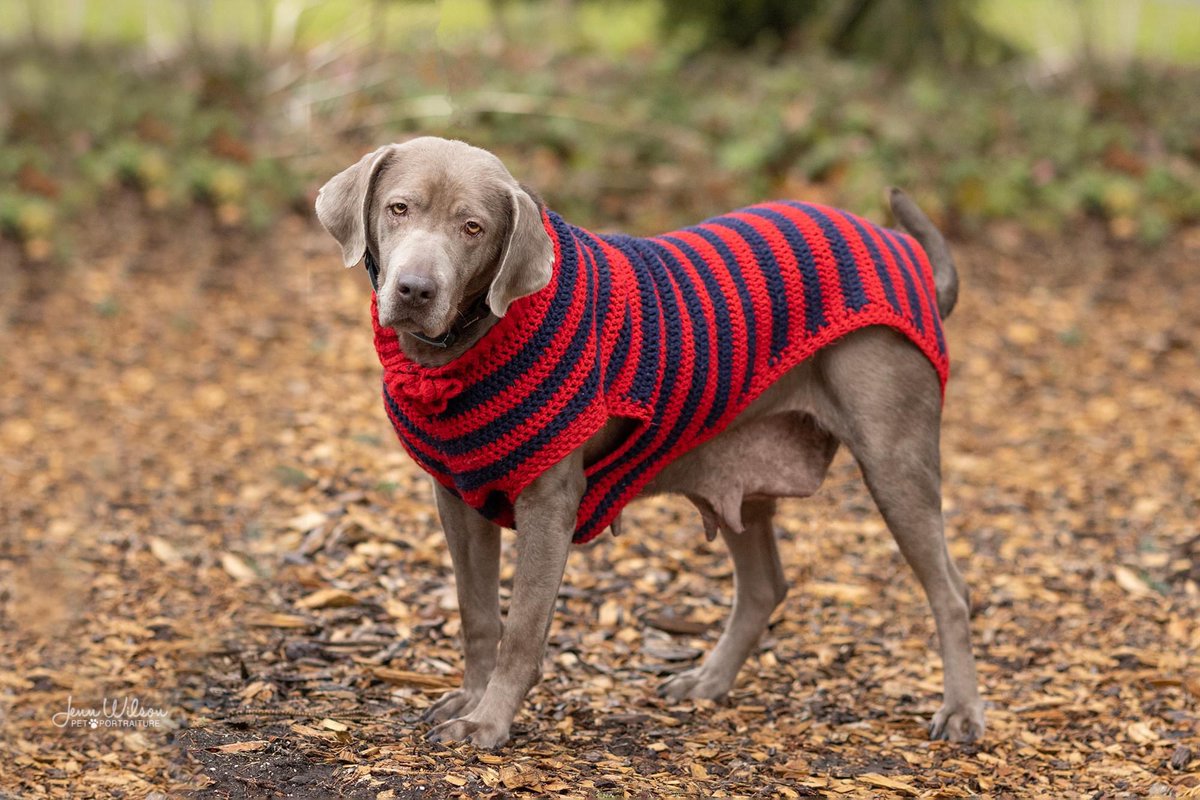 PoundDog911's tweet photo. Name: Mona
Age: 3yrs
Gender: female
Spayed: yes
UTD vaccines: yes
Breed: Labrador Retriever
Colours: chocolate
Coat length: short
House trained: yes
Special needs: no
OK with kids:over 10y
OK with cats/dogs:yes
Microchip: yes
Size: large
Location: Kitchener
Adoption fee: $600 https://t.co/zBUdjQRFWh
