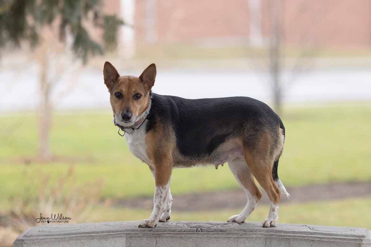 PoundDog911's tweet photo. Name: Dharma
Age: 4yrs
Gender: female
Spayed: yes
UTD vaccines: yes
Breed:  Beagle/Basenji/Bull Terrier
Colours: tri
Coat length: short
House trained: yes
Special needs: no
OK with kids: older
OK with cats/dogs:yes
Microchip: yes
Size: medium
Location: Drumbo
Adoption fee: $600 https://t.co/TMWRp5vRrd