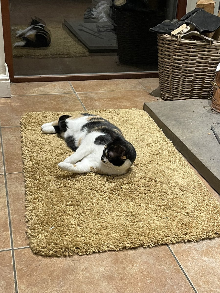 theukknights's tweet photo. #reacuecat mama cat getting more confident only taken 6 months. She will run if I go to stroke her but it’s progress https://t.co/TrMExo760m