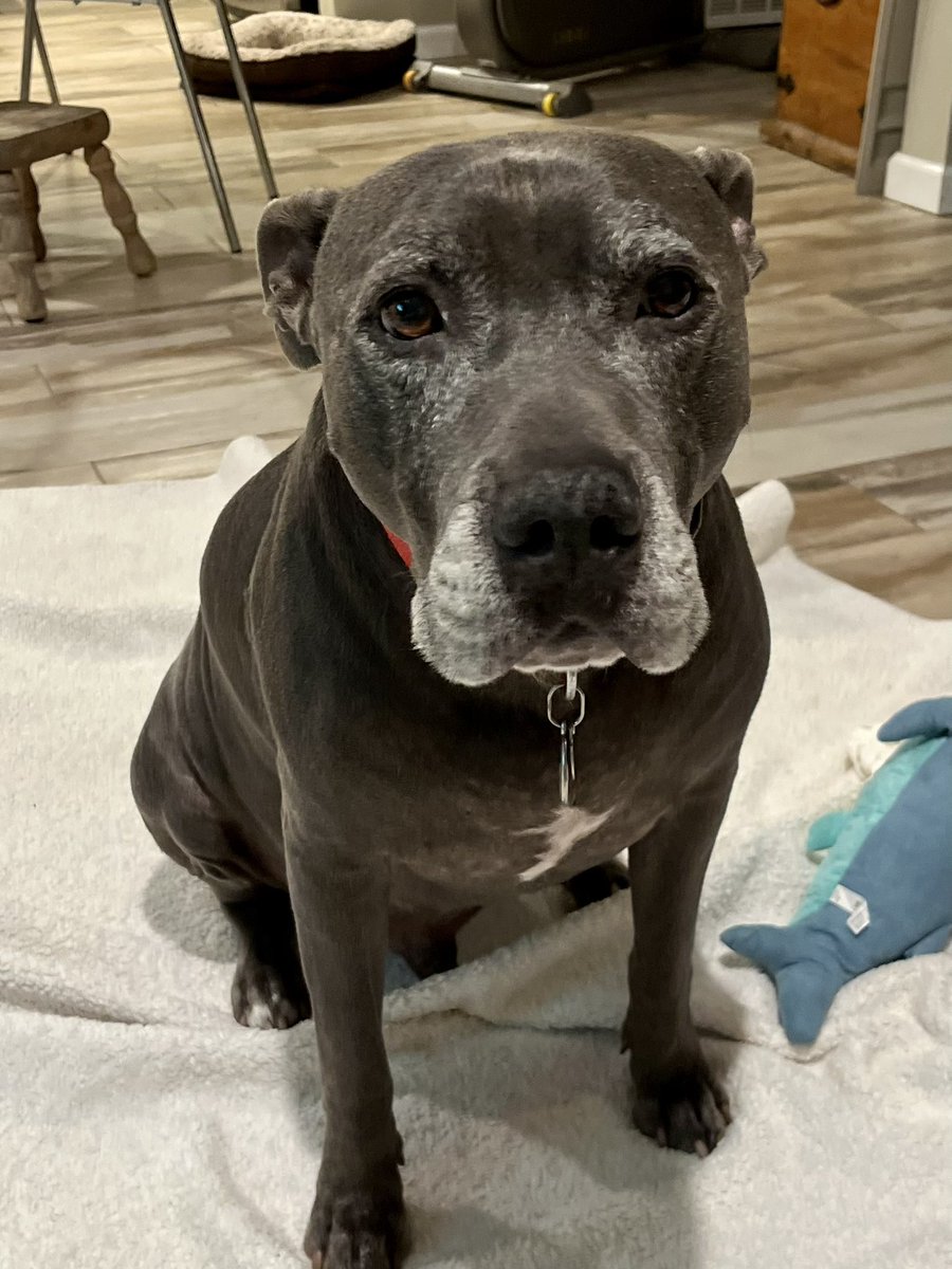 t_ortis's tweet photo. @joncoopertweets As requested, here is my boy Peri. He is a strong silent type who loves his cat, Shelly. https://t.co/qk3V9Ca2PU