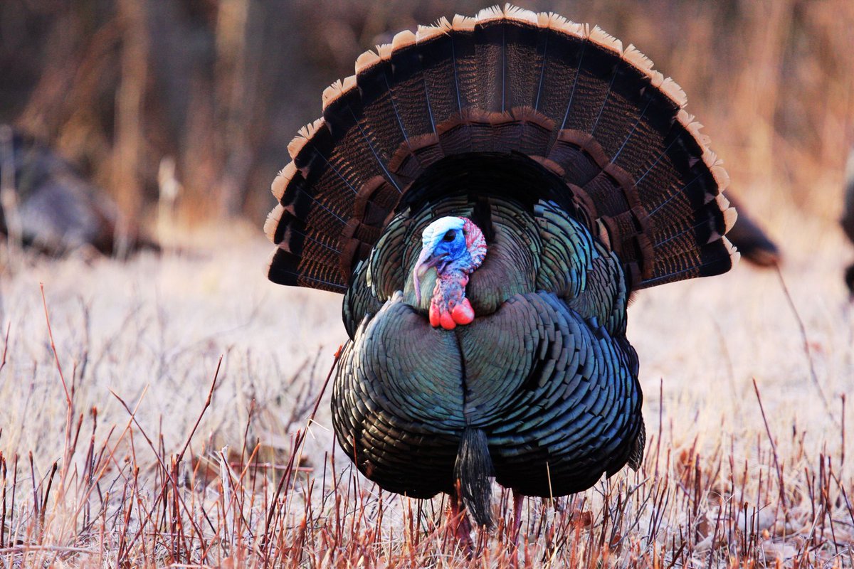 UFGameLab's tweet photo. Big announcement📢 on the latest episode of @landandlegacy podcast. Turkey enthusiasts, you won't wanna miss this...
To listen: https://t.co/c58XOOtAfg
@ForTurkeys @drdisturbance @dr_will_gulsby
#gobbler #wildturkey #turkeyconservation #turkeymanagement #gobblegobble #nature https://t.co/m7H3tqA6gy