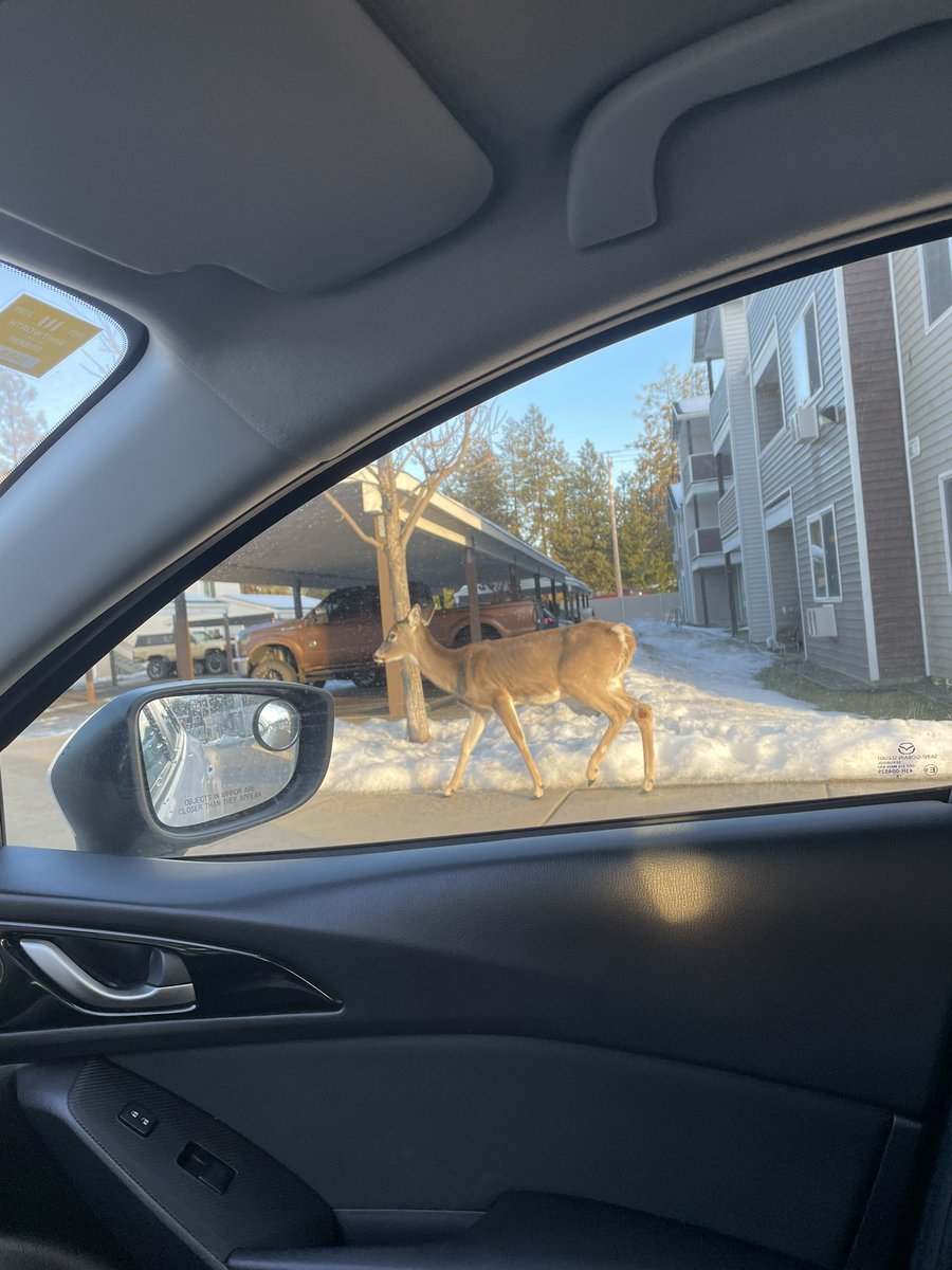 SFosnock's tweet photo. @feefal_ Not a pet but the deer that hangs out in my apartment complex :) https://t.co/WmL74KeiJX