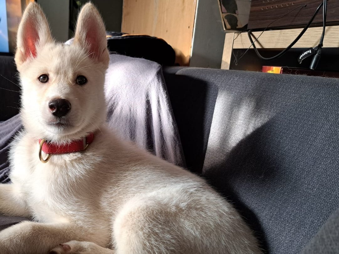 CrushOnMushing's tweet photo. Tiny future sledblob alert 😊 This is Bucky 🥰 https://t.co/bKtpdfNICe