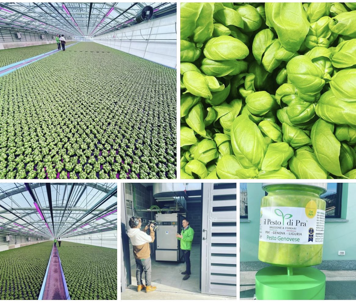 🟢 🌱Di basilico ne abbiamo che ne dite? Nei prossimi giorni vi racconteremo quanto può diventare green e sostenibile una produzione come quella del basilico e del pesto 
.. dai colori lo è già molto 😌 

#cna #cnaagroalimentare #ricaricaliguria <a href="/cnanazionale/">CNA</a> @Cna_Genova