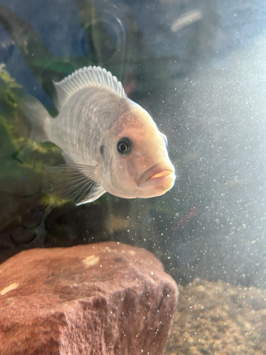 calissoverysad's tweet photo. My teacher got a fish https://t.co/ByH9KPznK8
