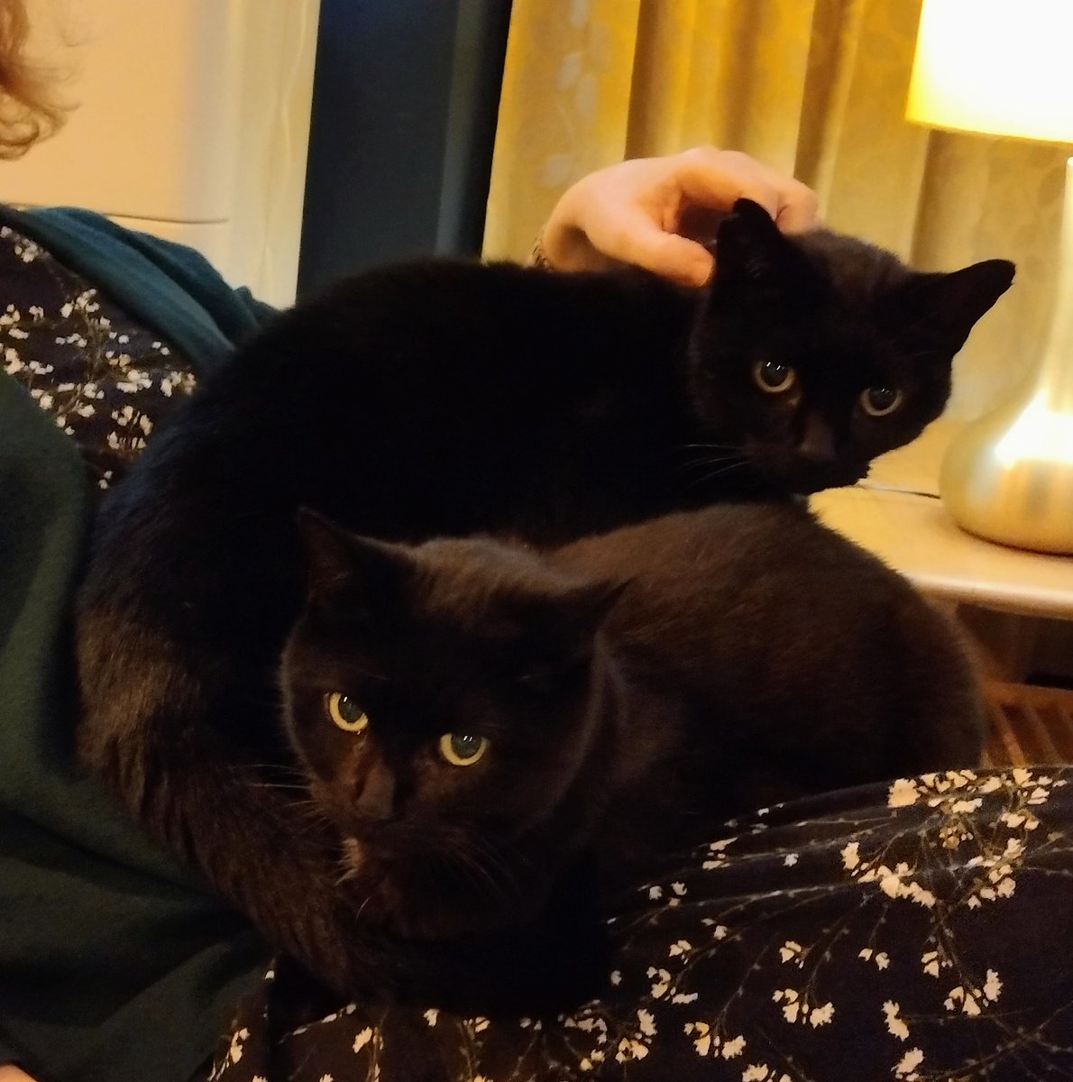 Deborah Dover 💙 tweet media