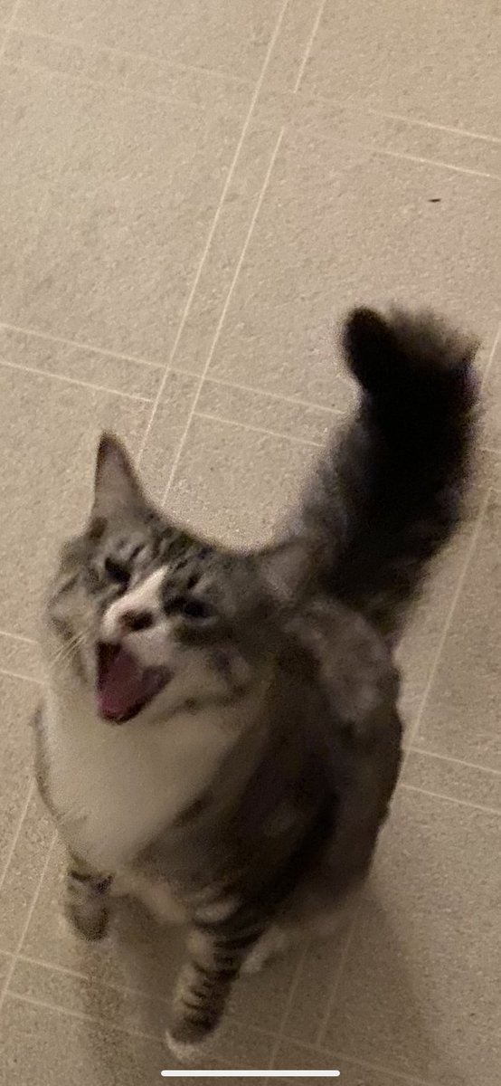 norahsilv's tweet photo. I wish I could text my cat while I’m at the office all day https://t.co/LLhwsuchSY