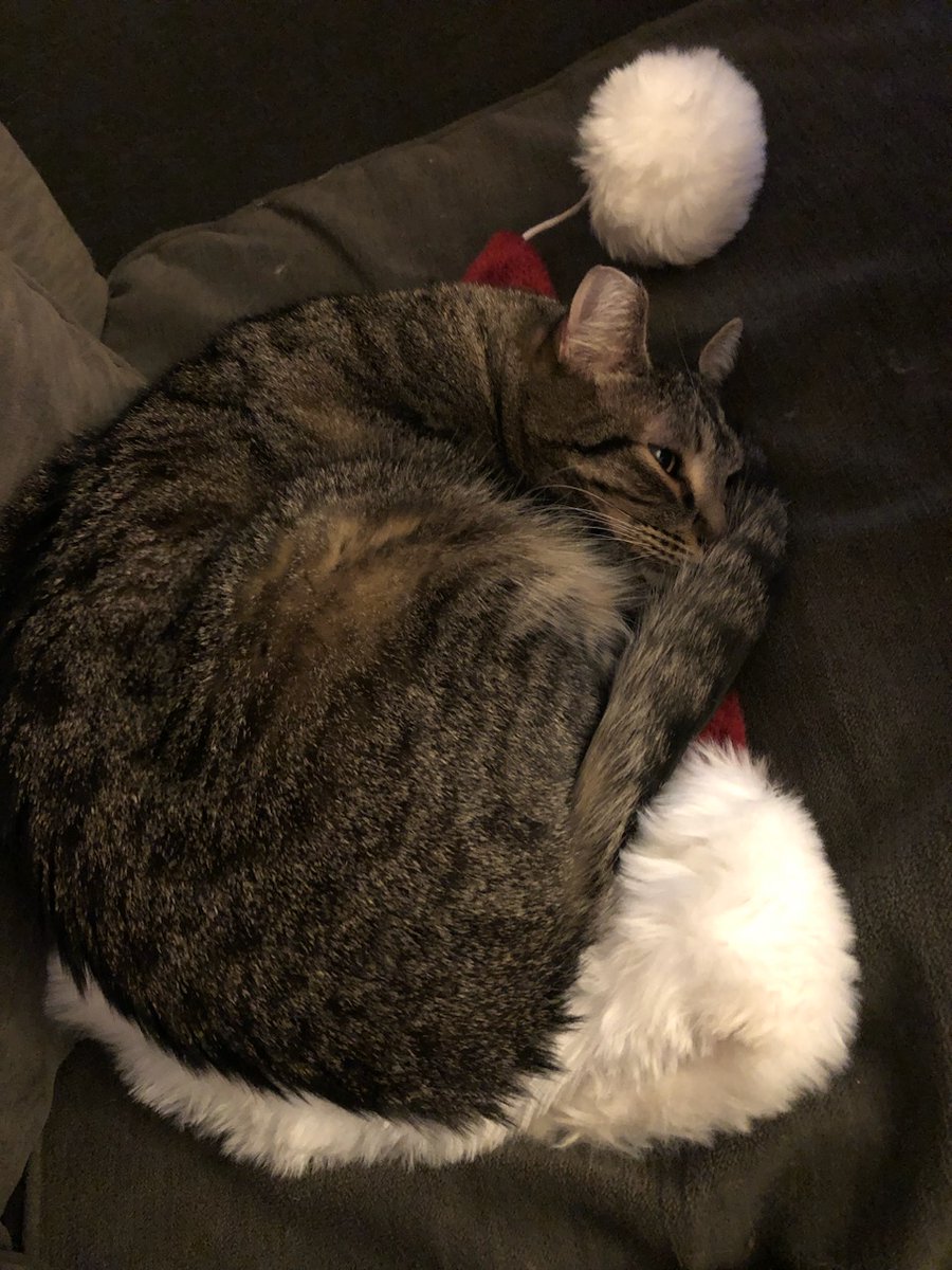 LakesVeterinary's tweet photo. Peggy’s kitty enjoying Santa’s cap! (What a cute pic. Thanks for sharing Peggy.) https://t.co/YGGJ3yBiMu