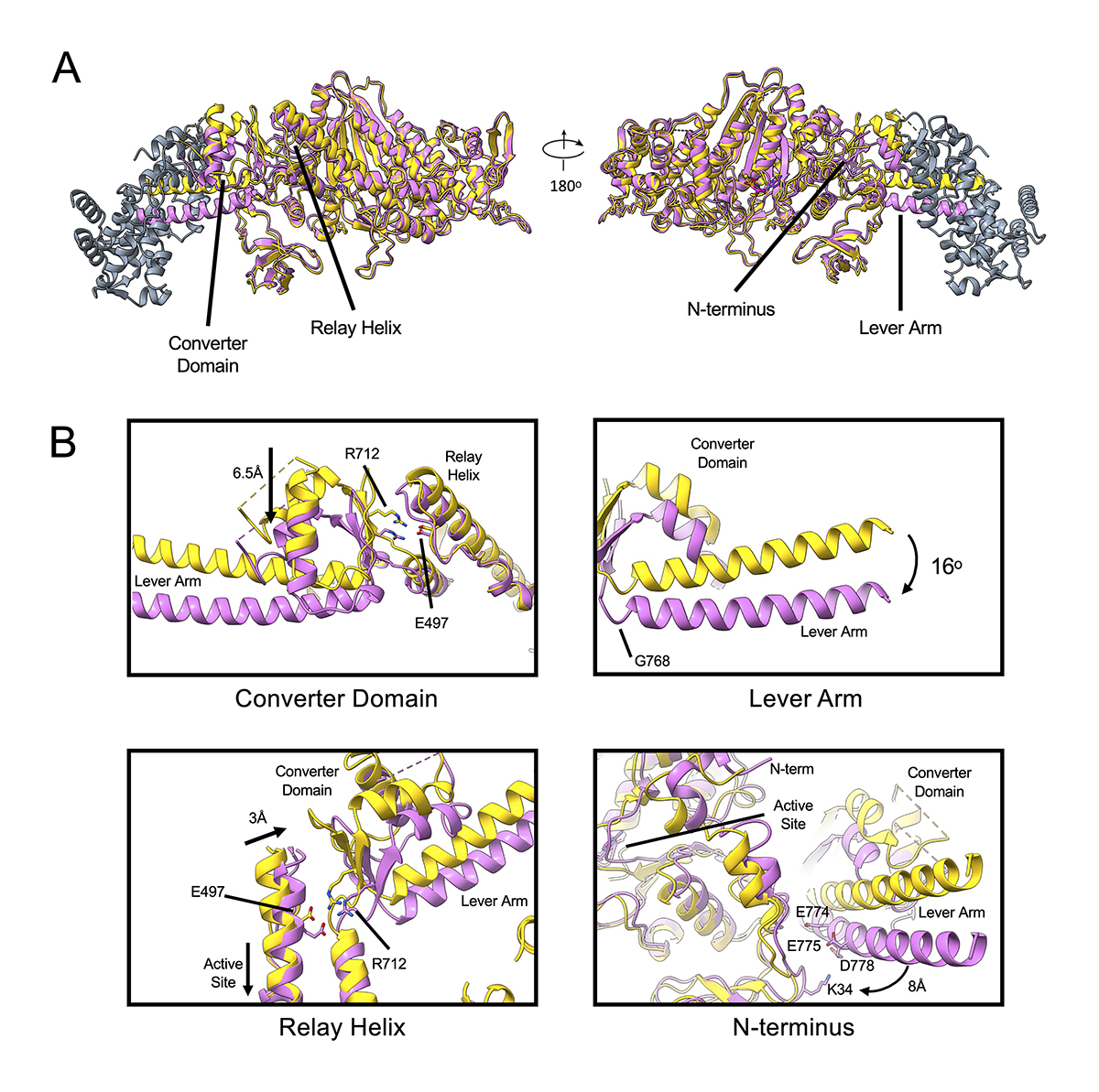 RockUPress's tweet photo. In @JGenPhysiol, Matthew Doran @BUMedicine and colleagues use Cryo-EM to elucidate high-resolution structures of #actin-tropomyosin filaments decorated with human cardiac #myosin in the rigor and ADP-bound states. https://t.co/Ar4QXwzKWy
#ProteinStructure #MyofilamentFunction https://t.co/o1aVMLoNY3