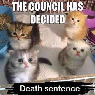 TweetsOfCats's tweet photo. https://t.co/WbjIPUi9m9
