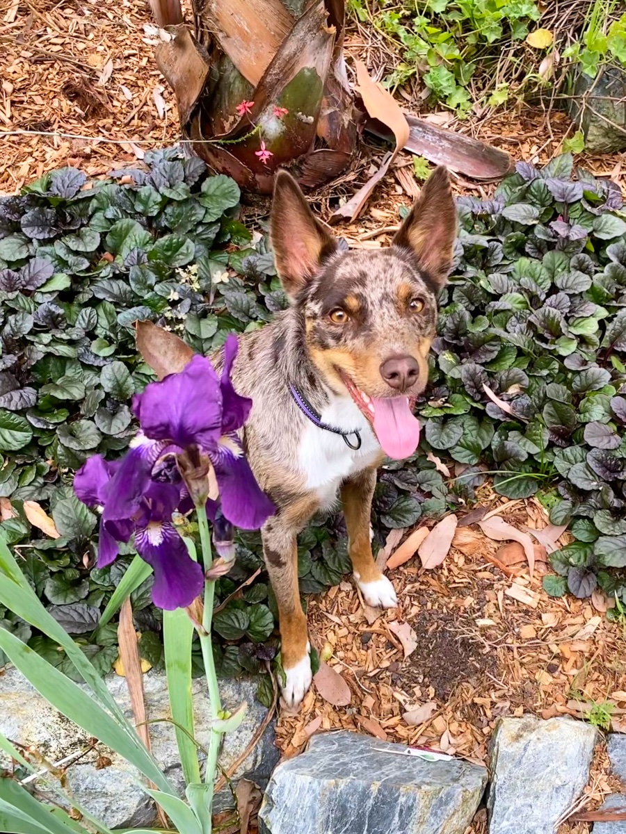 Hepsta&Leeloo 🐶🐶 tweet media