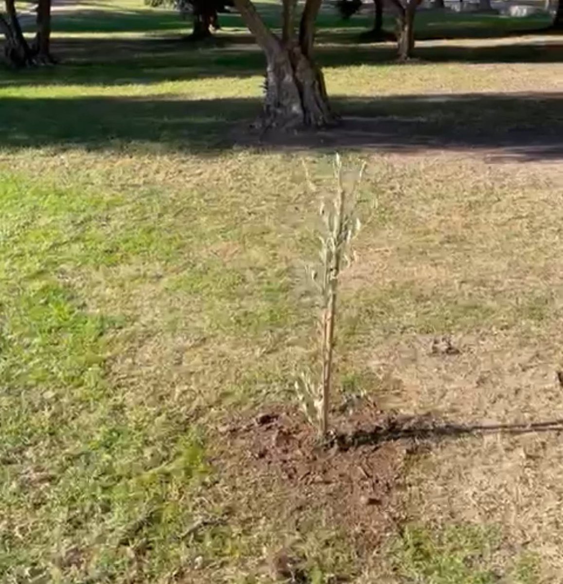 Runners_Norte's tweet photo. Un nuevo olivo de la variedad #picual crece desde hoy en el antiguo Cauce del Río Turia. Detallazo de #FranZamora se lo ha traído desde tierras Jienenses y que pasa a formar parte de la herencia que dejamos los #RunnersNorte a las generaciones venideras. #MasQueCorrer #SomosNorte https://t.co/PXItl168GU
